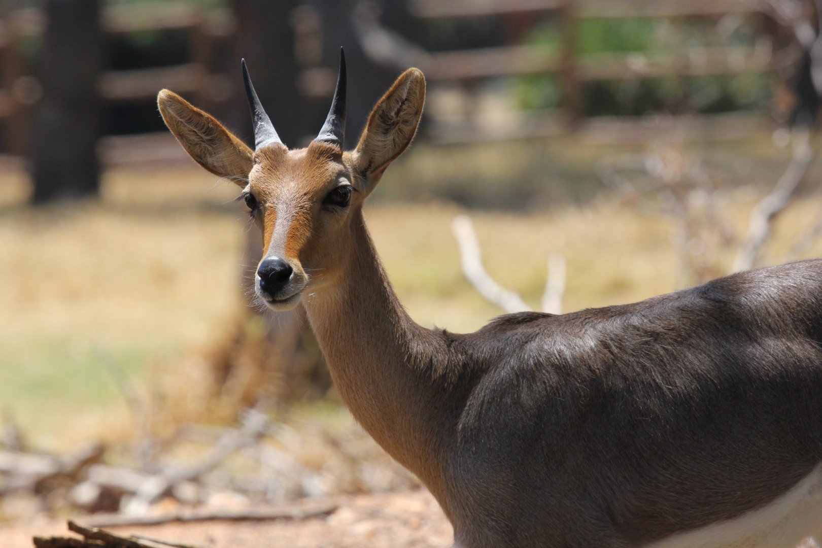 Southern mountain reedbuck (Redunca fulvorufula fulvorufula)