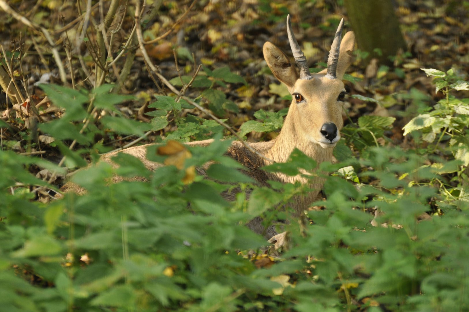 Southern mountain reedbuck (Redunca fulvorufula fulvorufula)