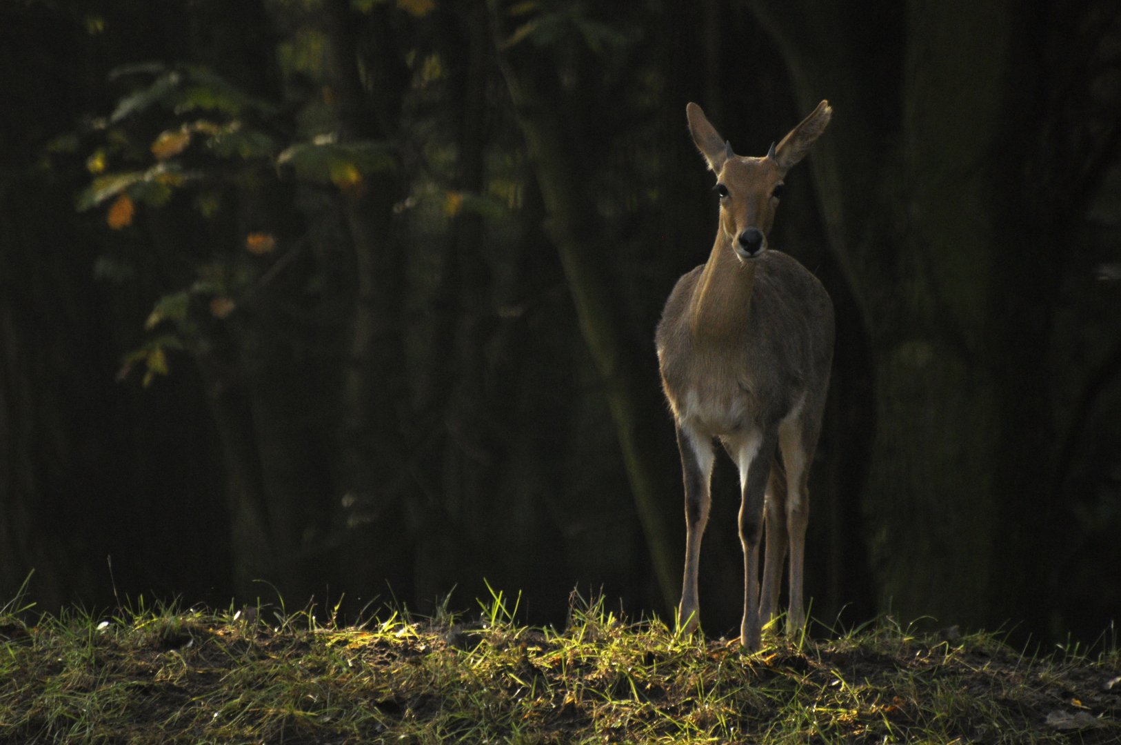Southern mountain reedbuck (Redunca fulvorufula fulvorufula)