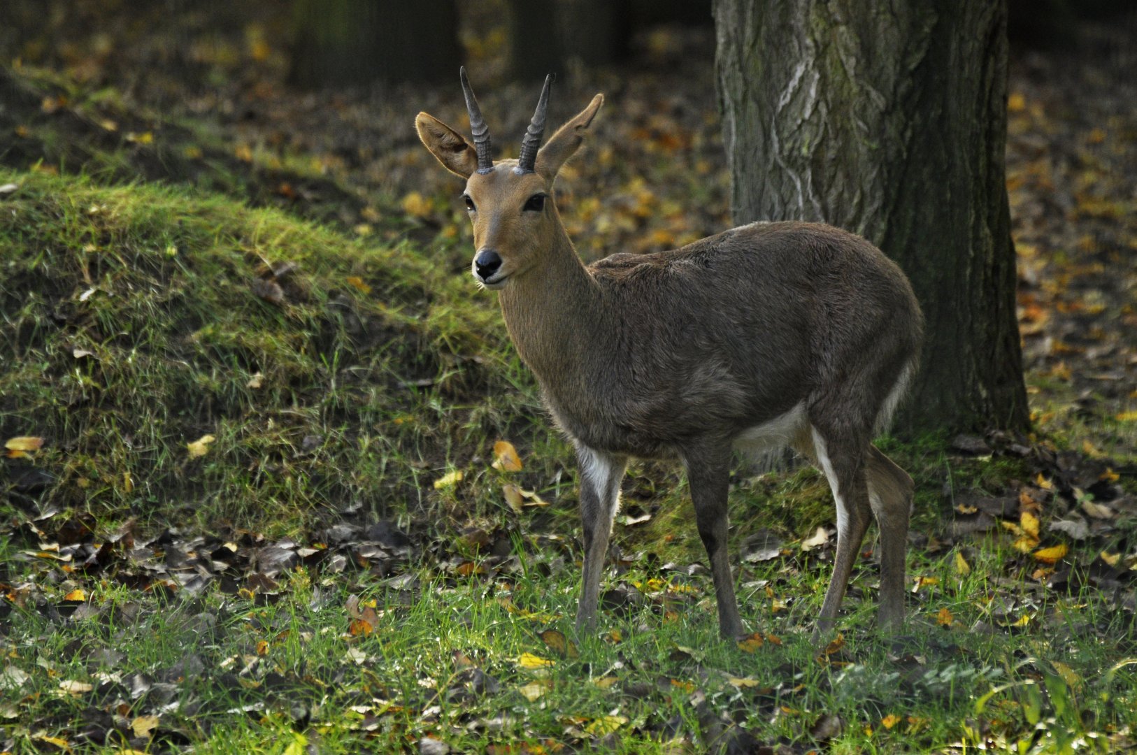 Southern mountain reedbuck (Redunca fulvorufula fulvorufula)