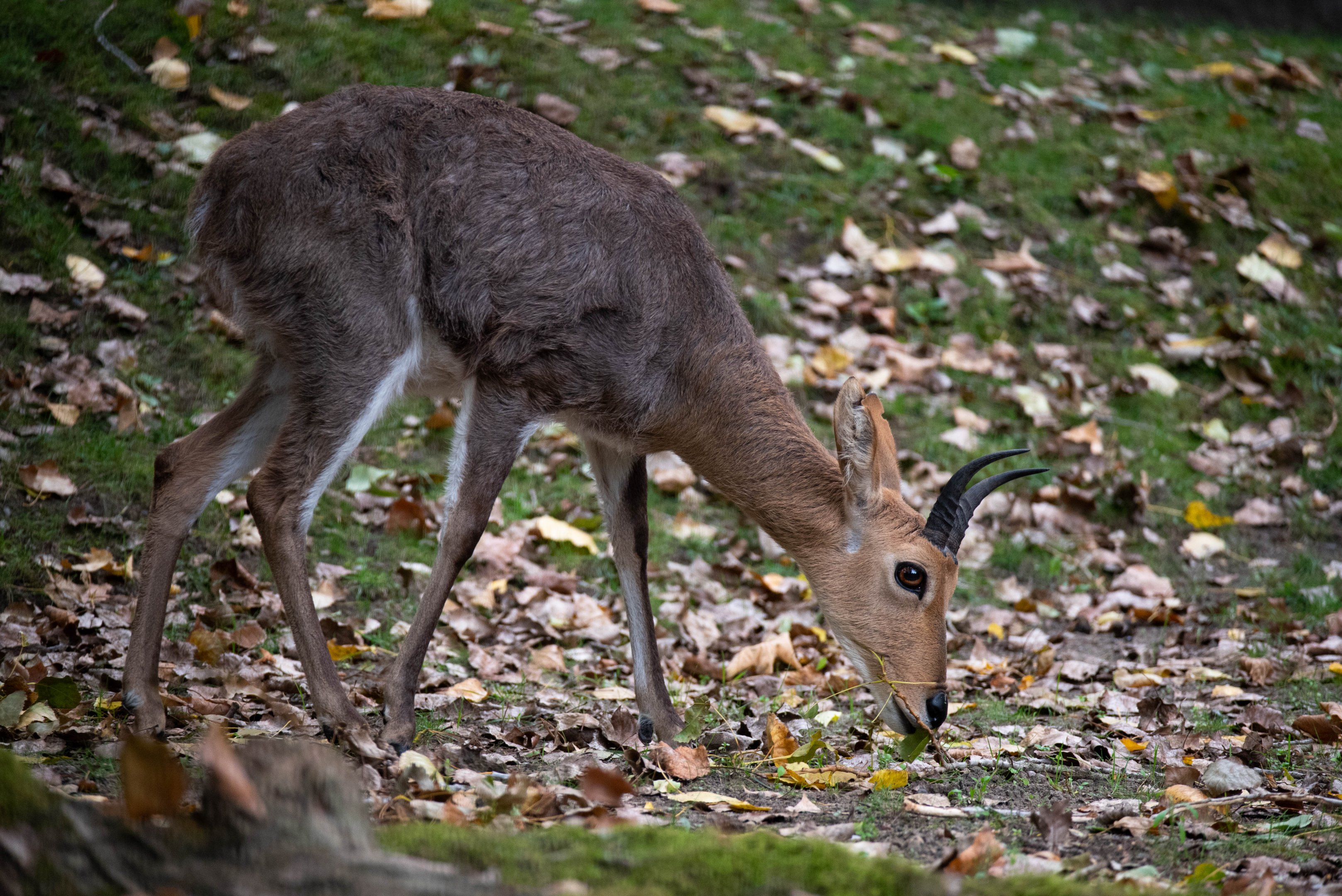 Southern mountain reedbuck - Redunca fulvorufula fulvorufula