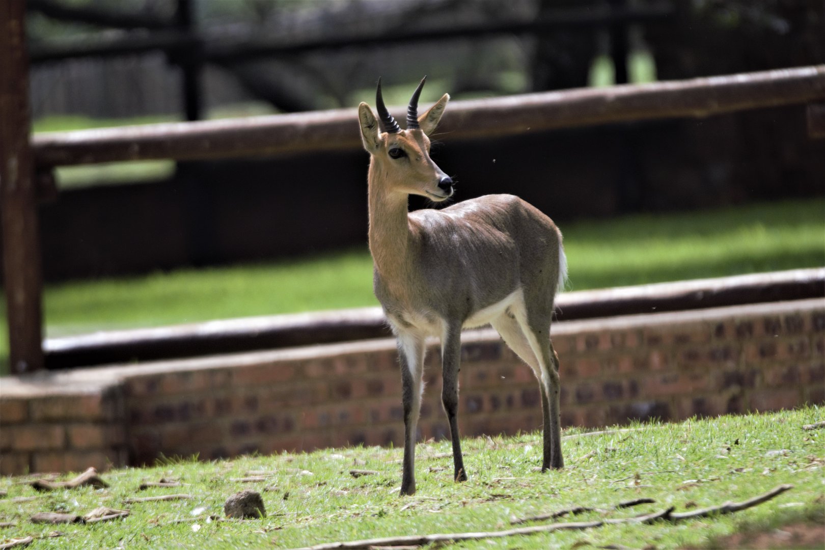 Southern Mountain Reedbuck ((Redunca fulvorufula fulvorufula)