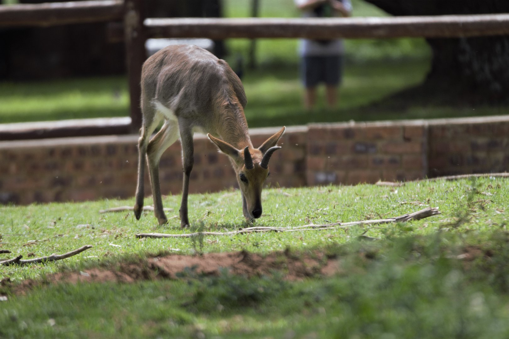 Southern Mountain Reedbuck ((Redunca fulvorufula fulvorufula)