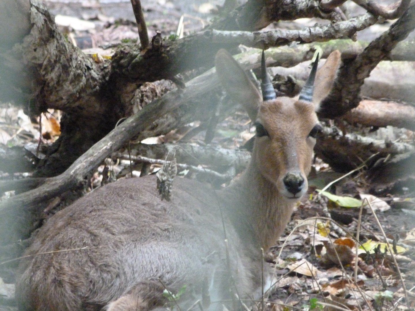 Southern mountain reedbuck -Tierpark Berlin (2024)