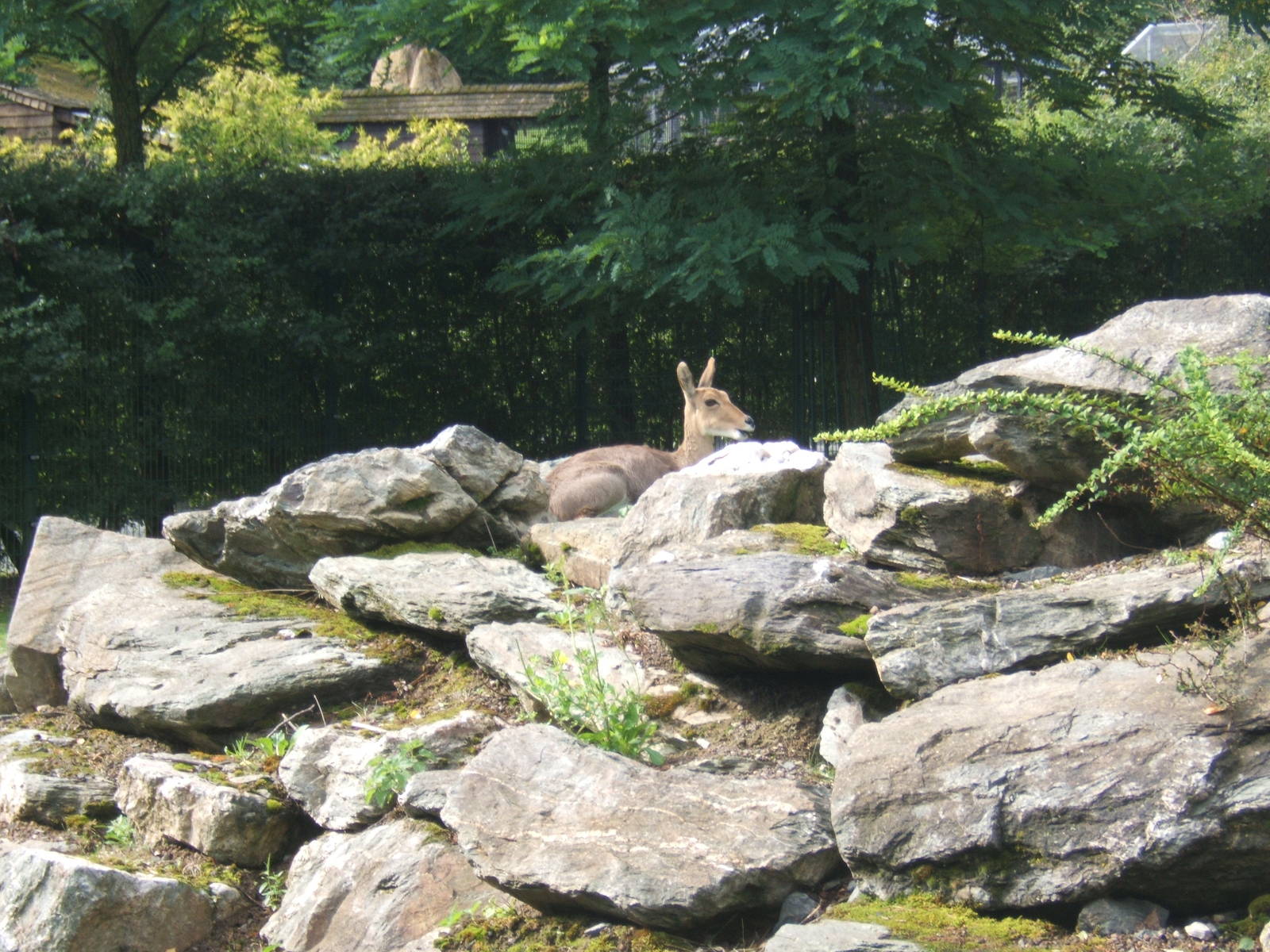 Southern Mountain Reedbuck