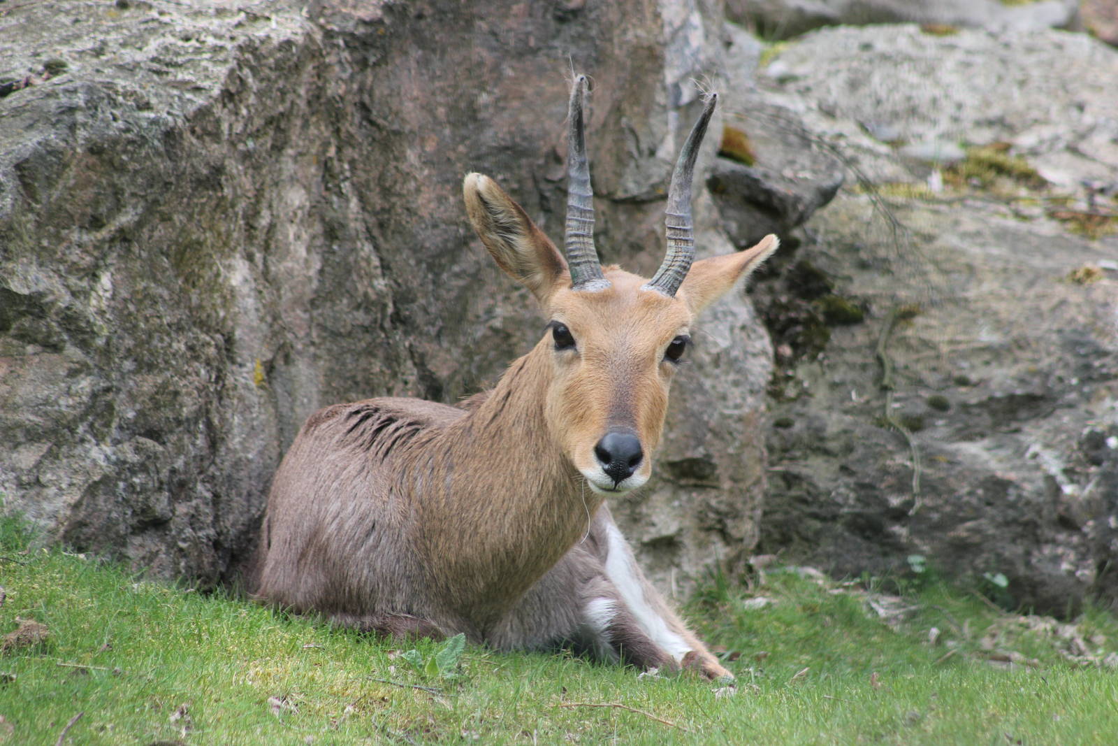 Southern mountain reedbuck