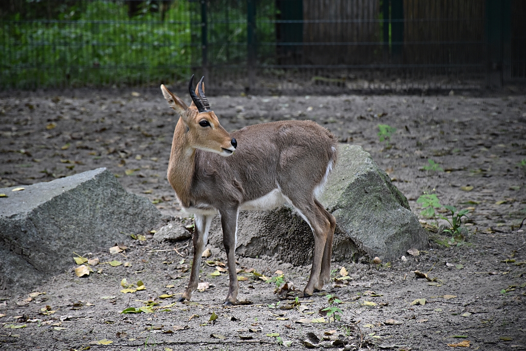 Southern mountain reedbuck