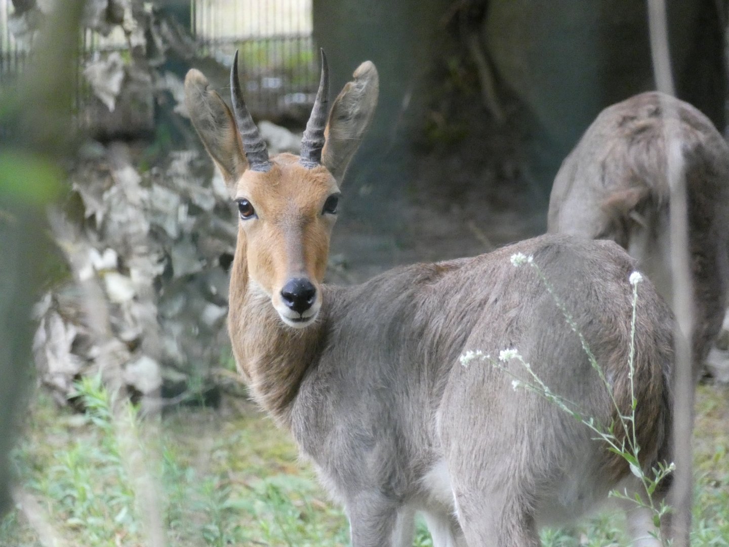 Southern Mountain Reedbuck