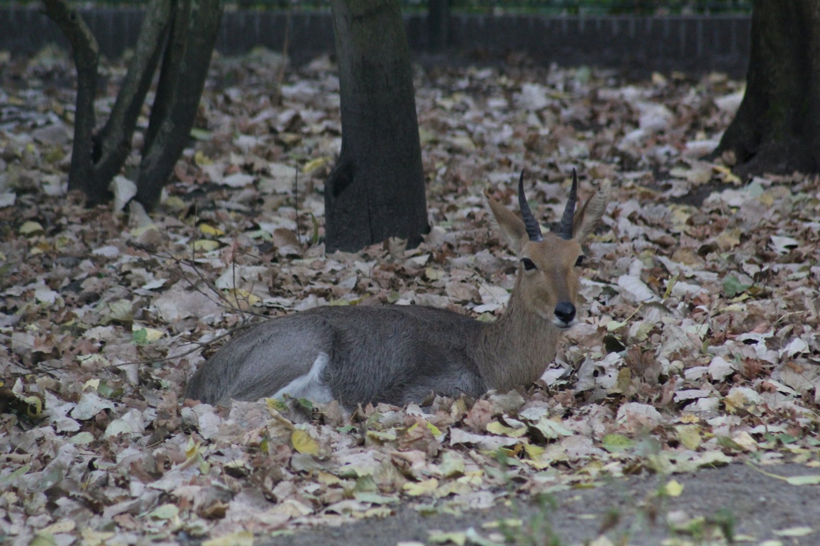 Southern Mountain Reedbuck