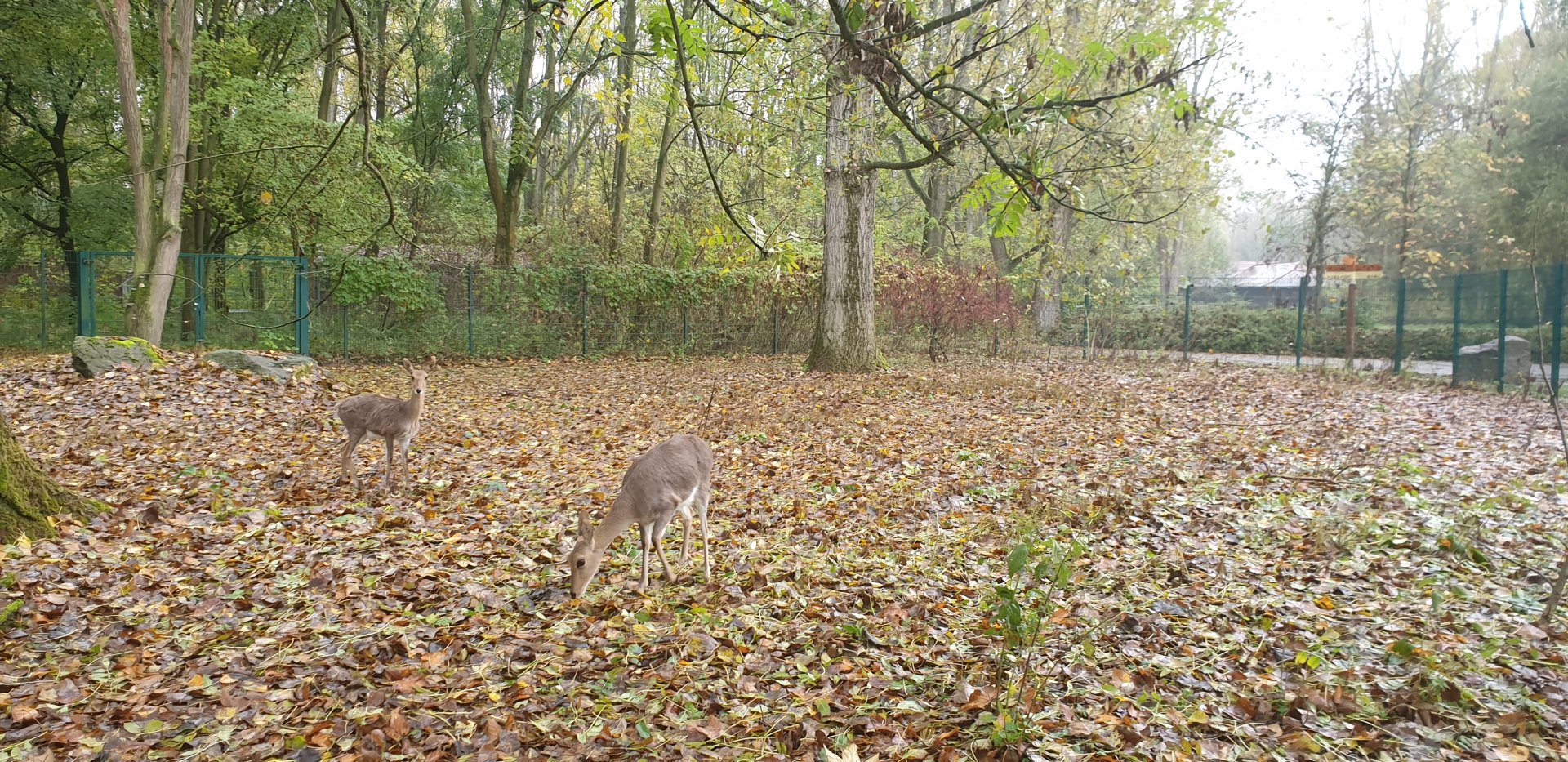 Southern mountain reedbuck