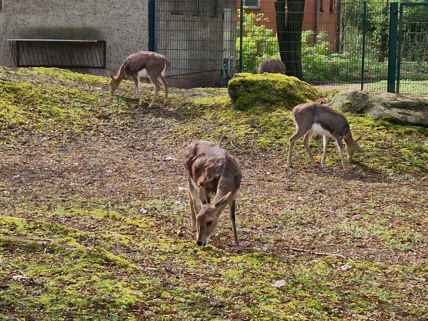 Southern Mountain Reedbuck