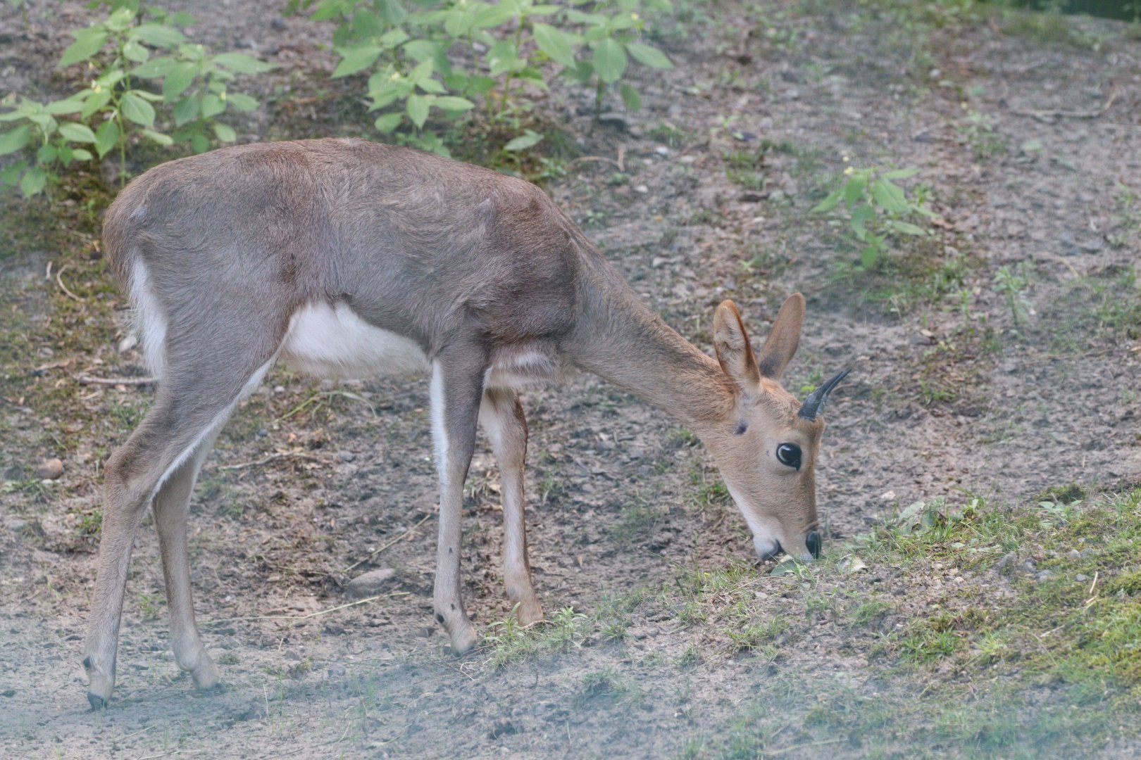 Southern Mountain Reedbuck