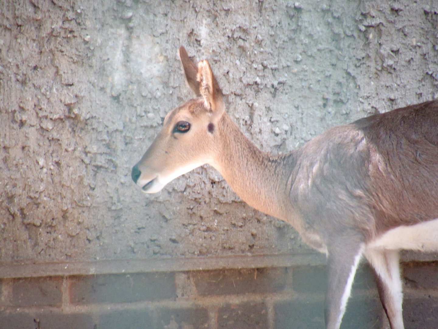 Southern mountain reedbuck
