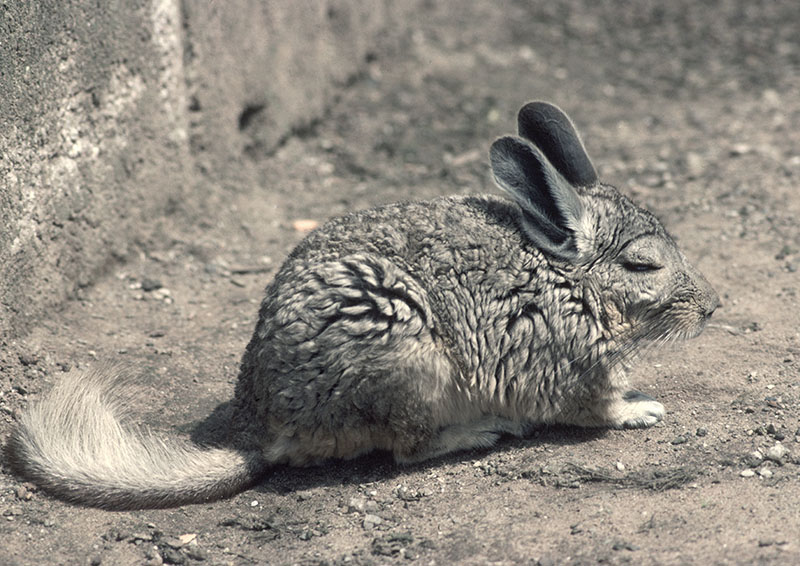 Southern mountain viscacha 1983