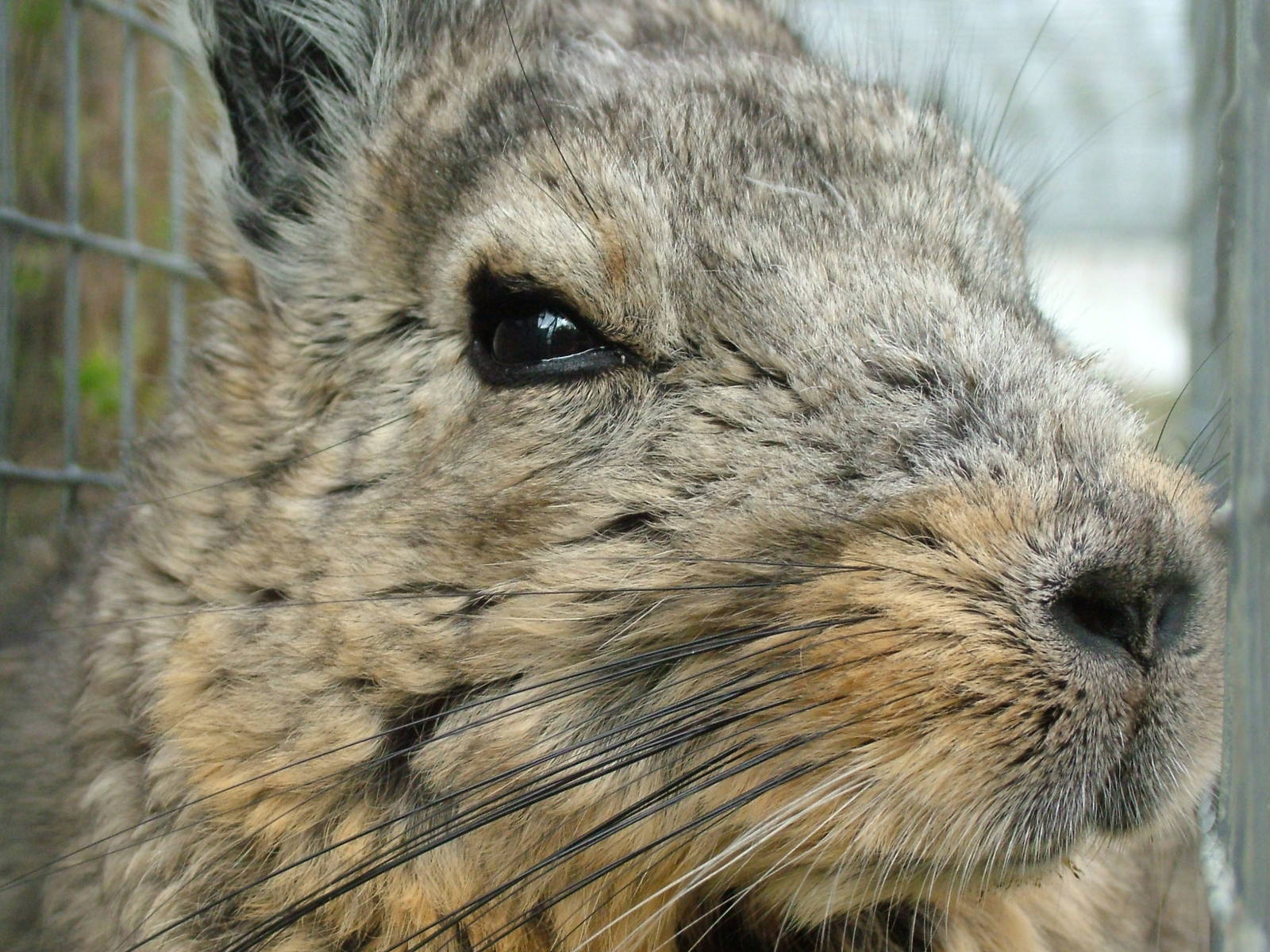 Southern Mountain Viscacha at Hamerton 05/04/10