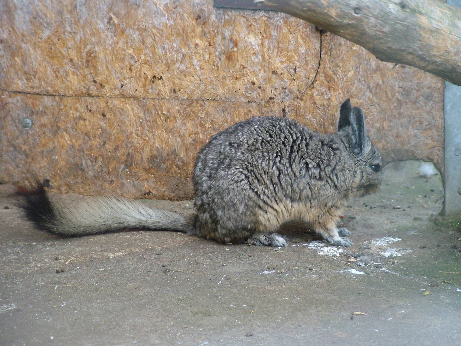 Southern Mountain Viscacha at Hamerton 05/04/10