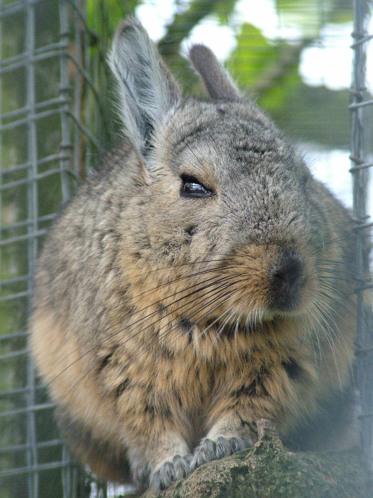 Southern Mountain Viscacha at Hamerton 05/04/10