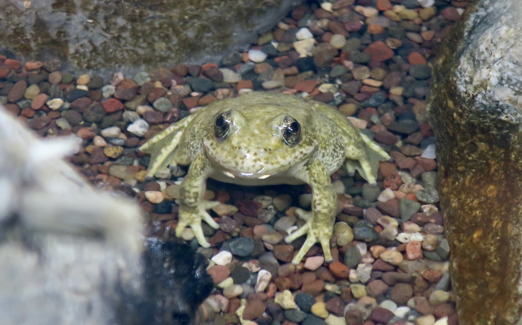 Southern Mountain Yellow-Legged Frog (Amerana muscosa)