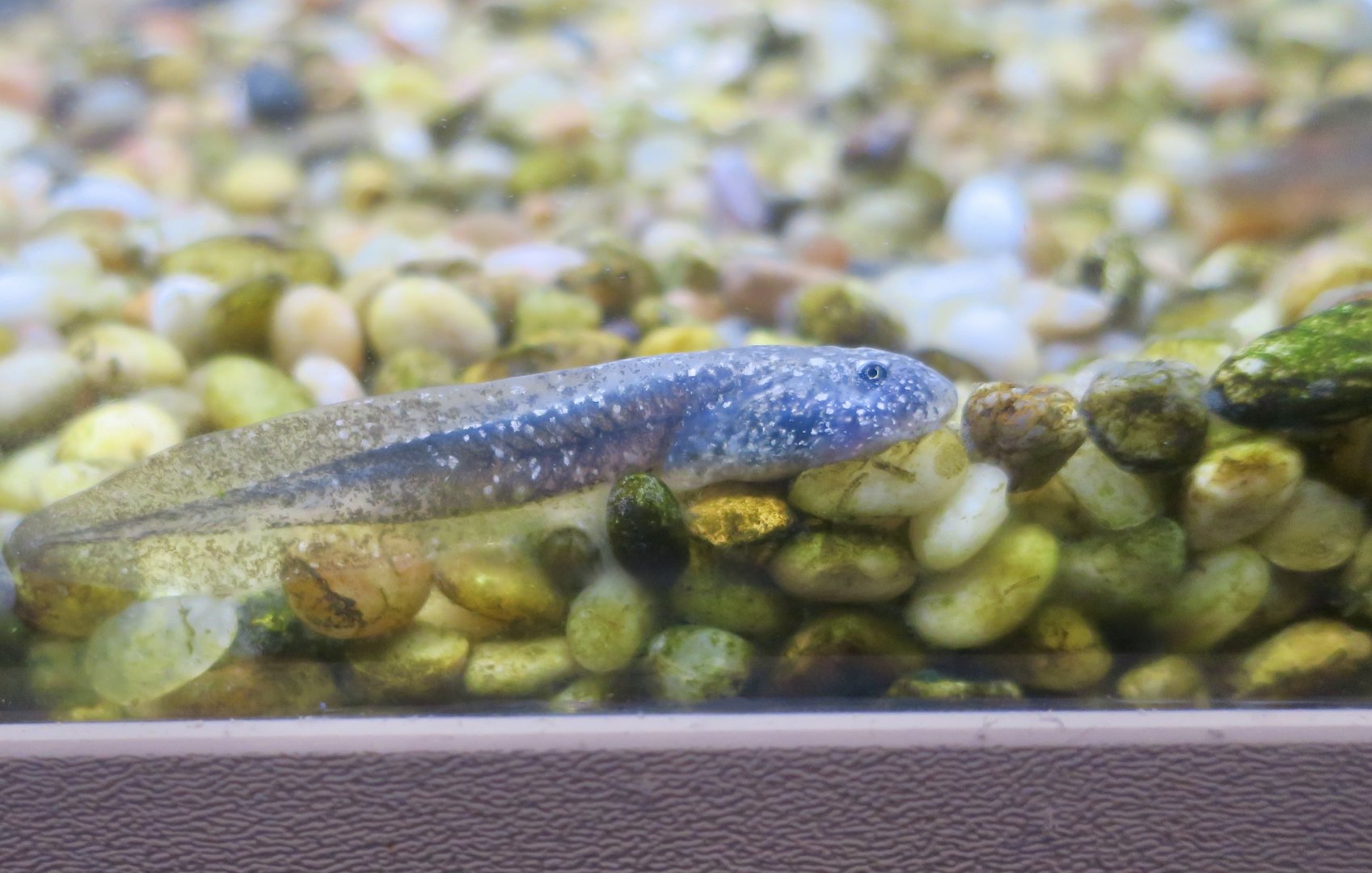 Southern Mountain Yellow-Legged Frog (Rana muscosa) tadpole