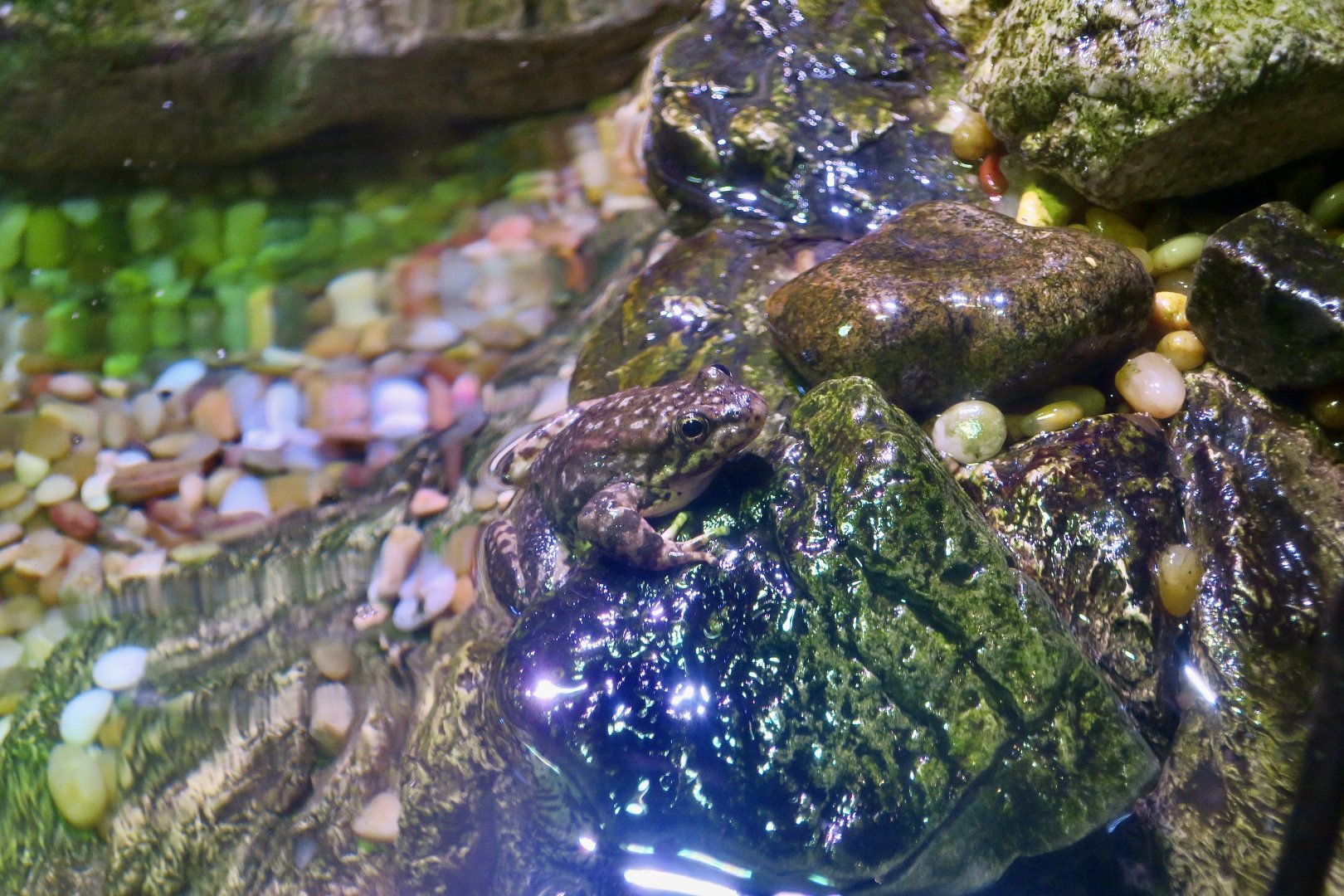 Southern Mountain Yellow-Legged Frog (Rana muscosa)