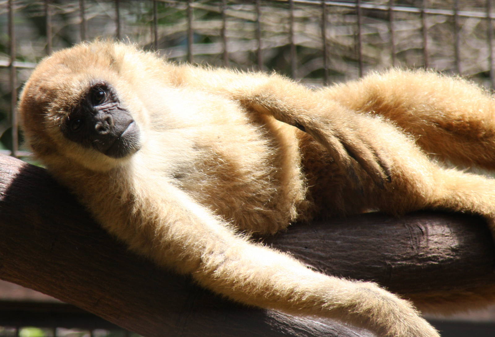 southern muriqui, Brachyteles arachnoides