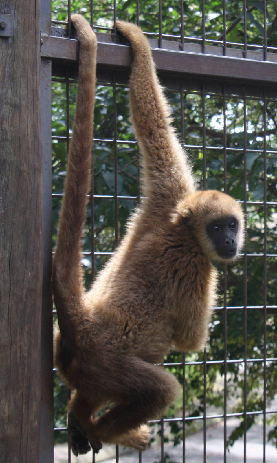 southern muriqui, Brachyteles arachnoides