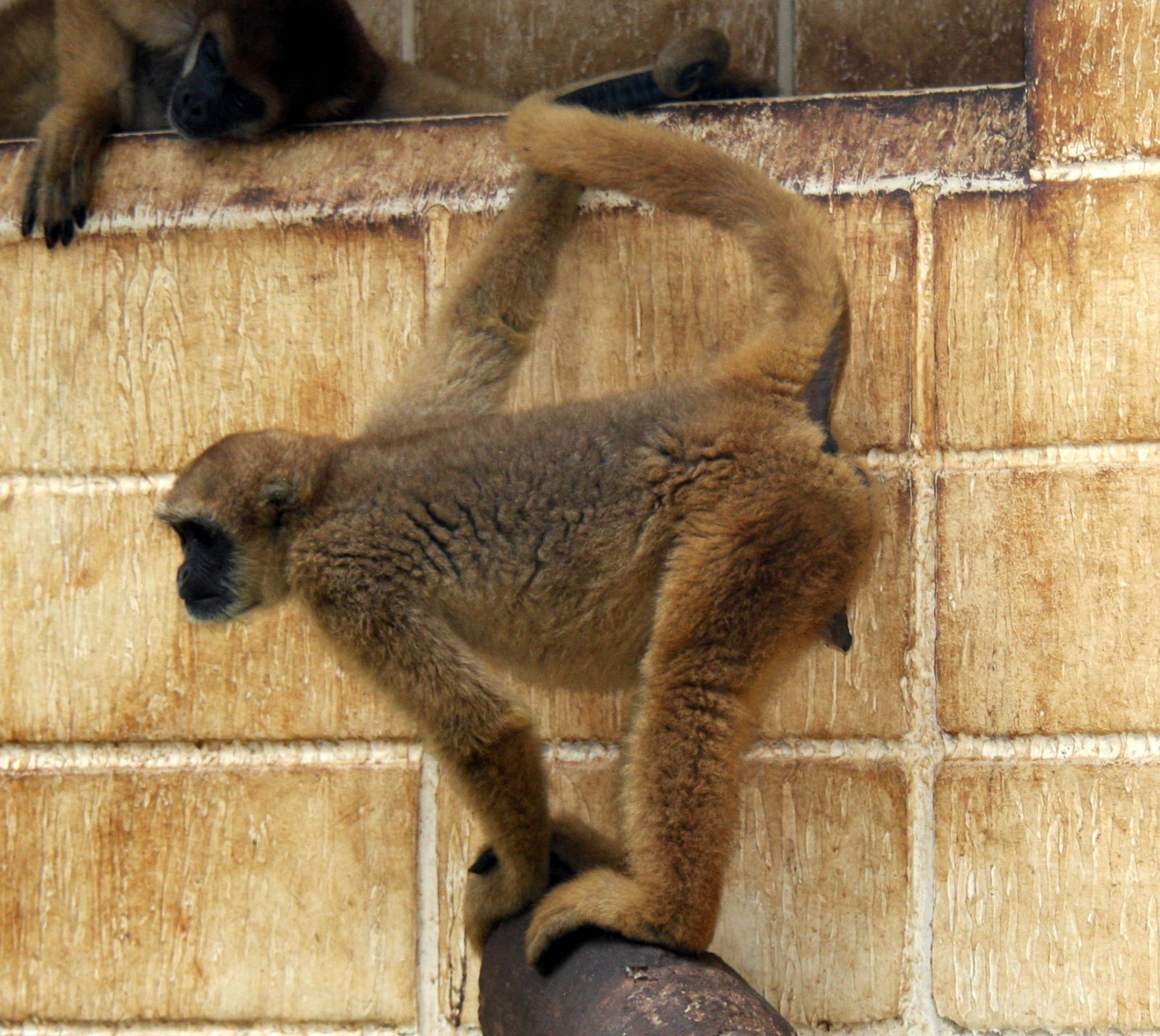 southern muriqui, Brachyteles arachnoides