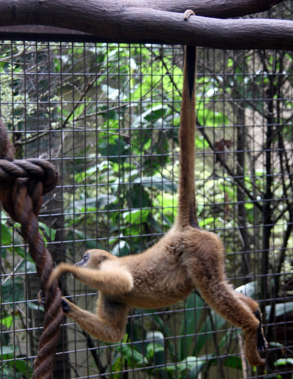 southern muriqui, Brachyteles arachnoides