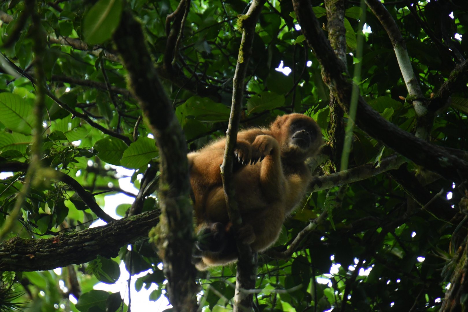 Southern muriqui (Brachyteles arachnoides)