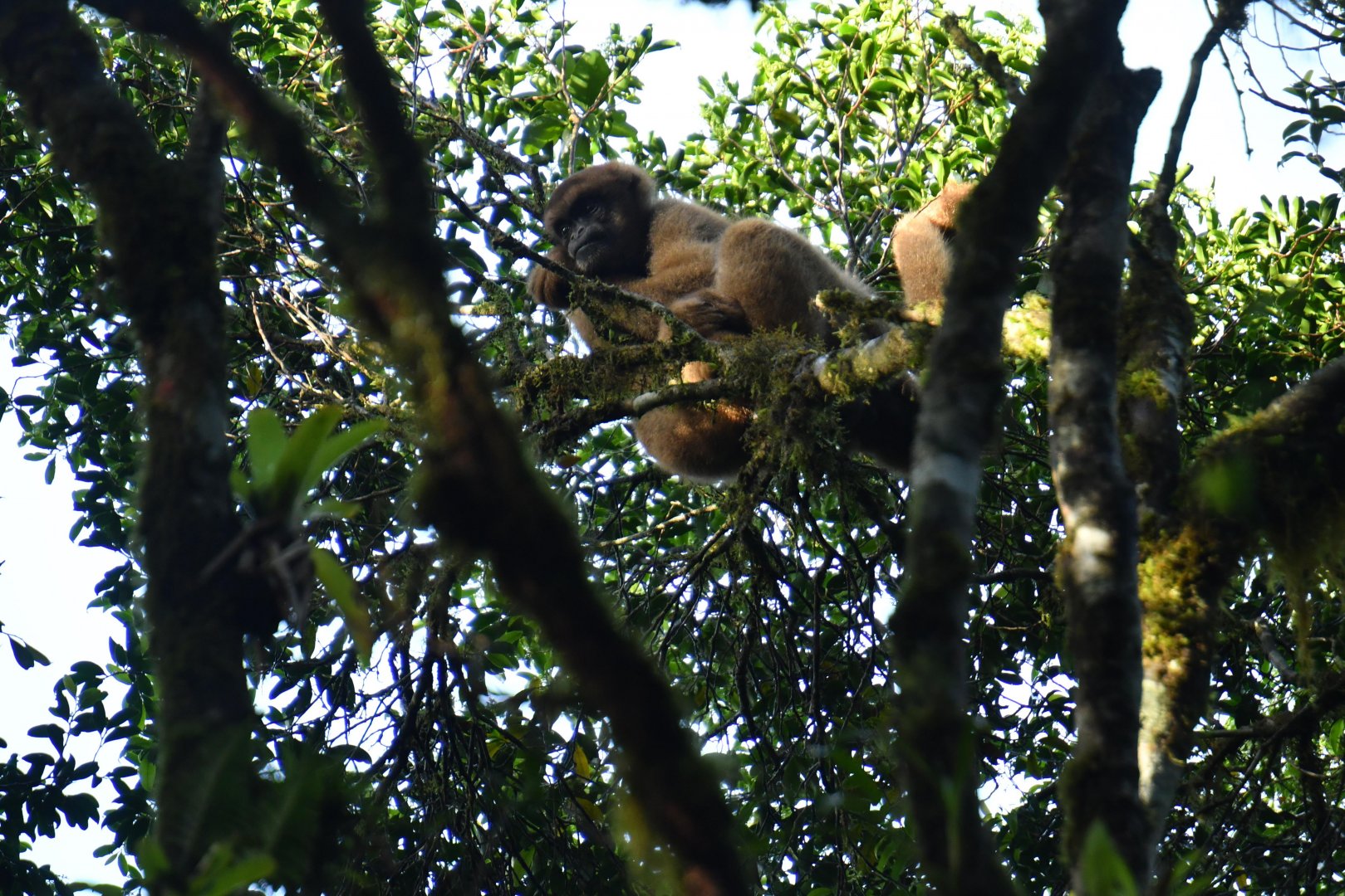 Southern muriqui (Brachyteles arachnoides)