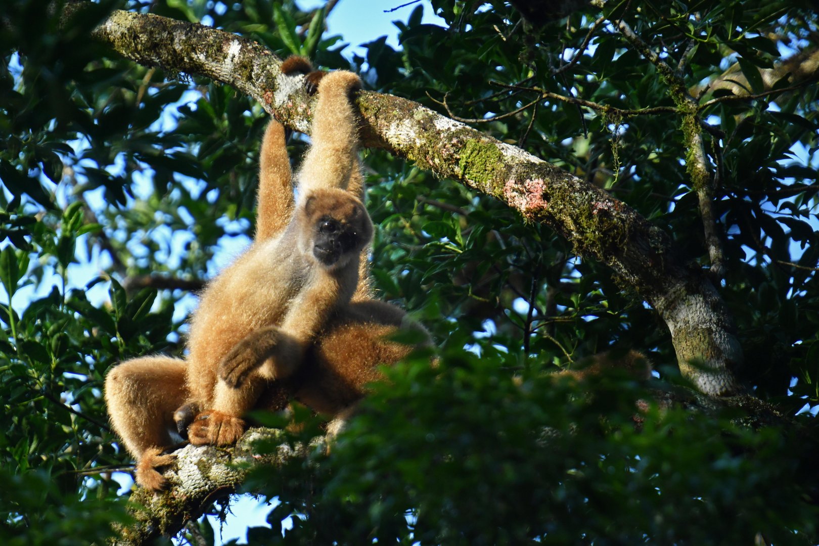 Southern muriqui (Brachyteles arachnoides)