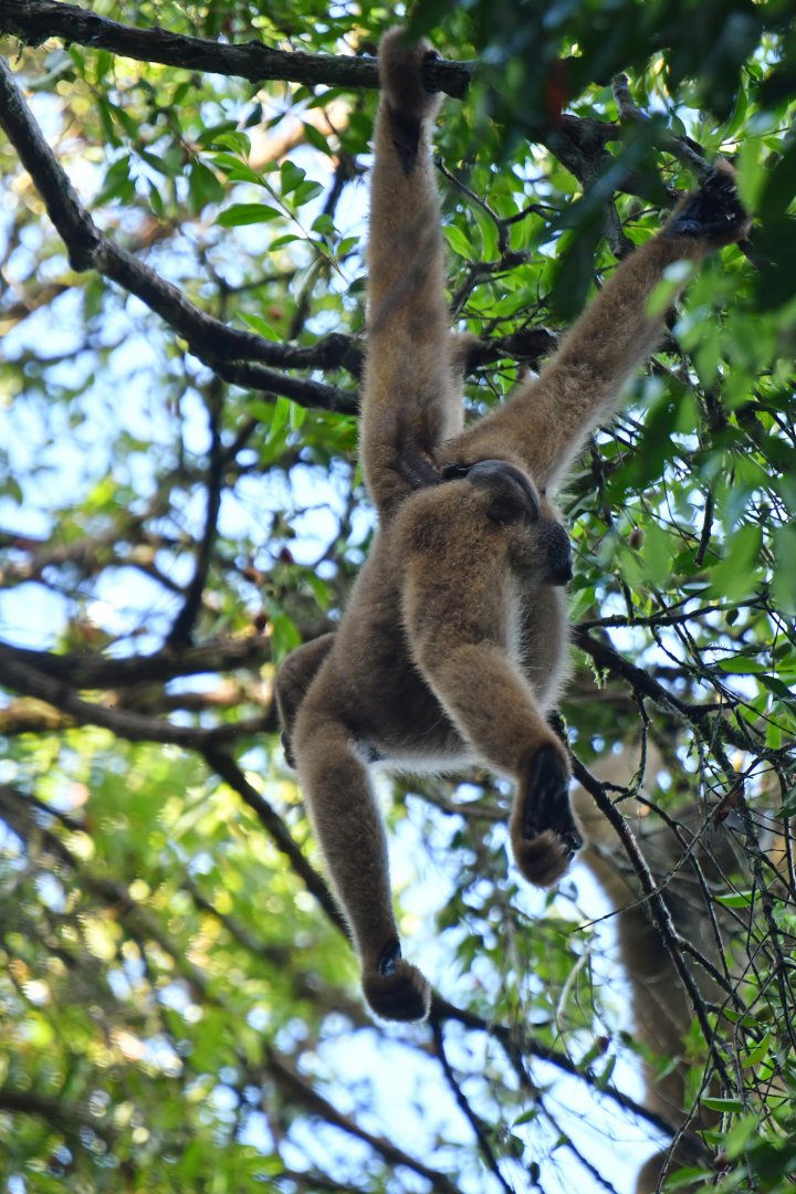 Southern muriqui (Brachyteles arachnoides)