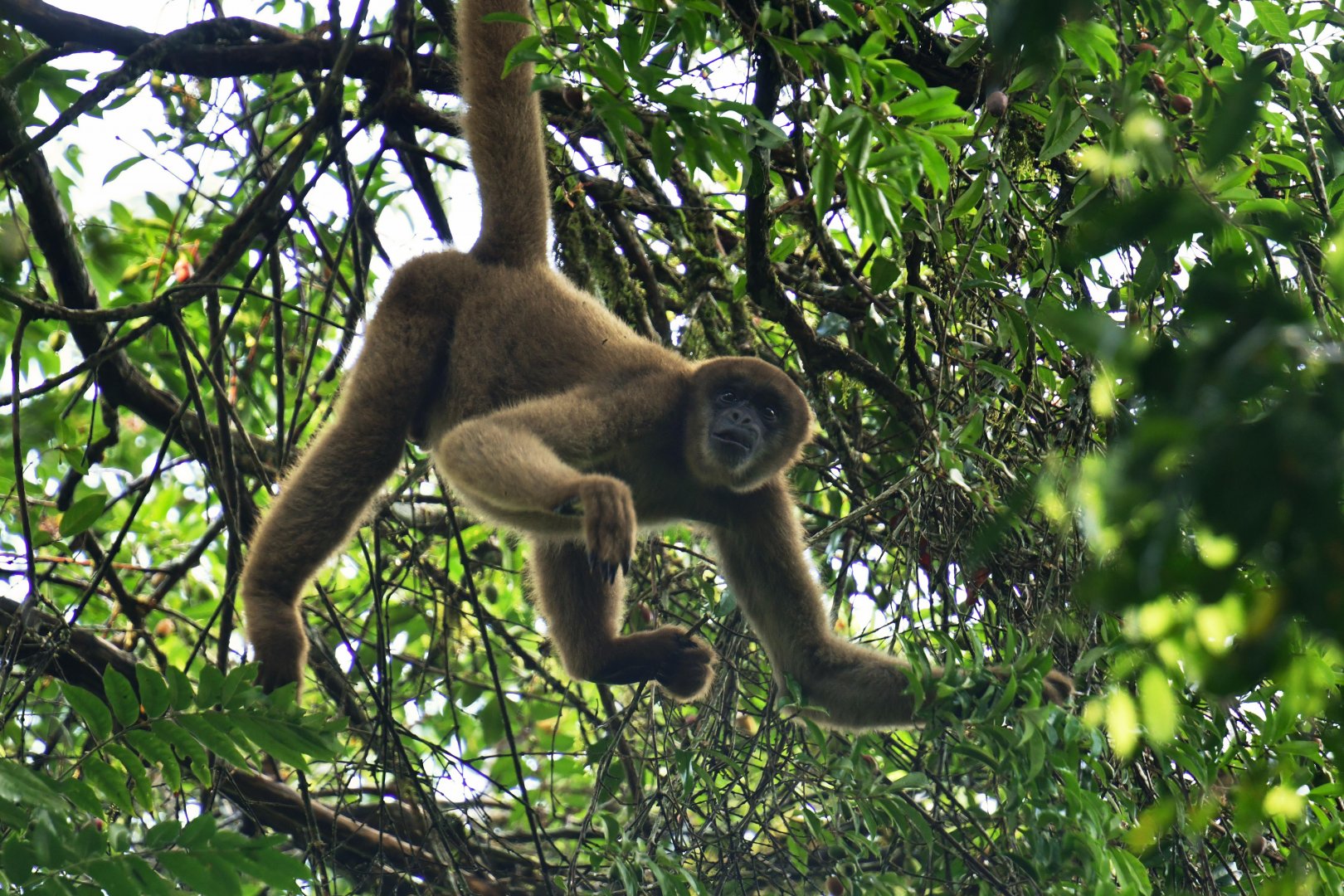 Southern muriqui (Brachyteles arachnoides)