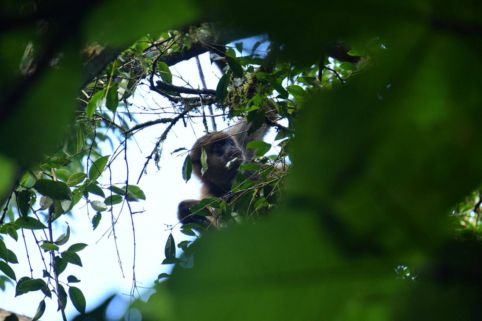Southern muriqui (Brachyteles arachnoides)