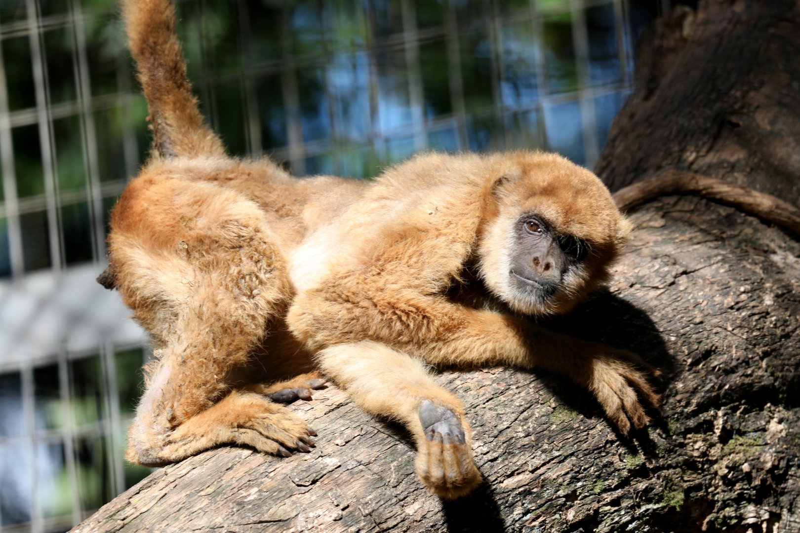 southern muriqui (Brachyteles arachnoides)