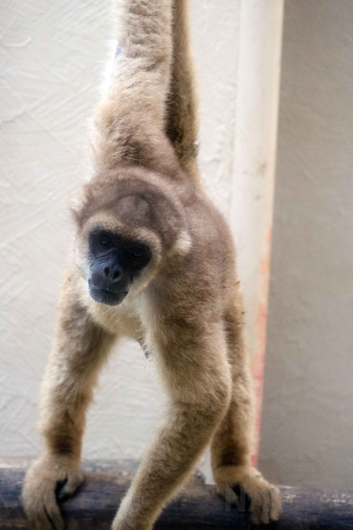 Southern muriqui, May 2016