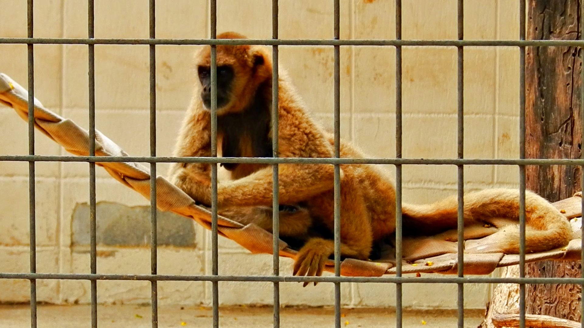 Southern muriqui - Sorocaba zoo (PZMQB)