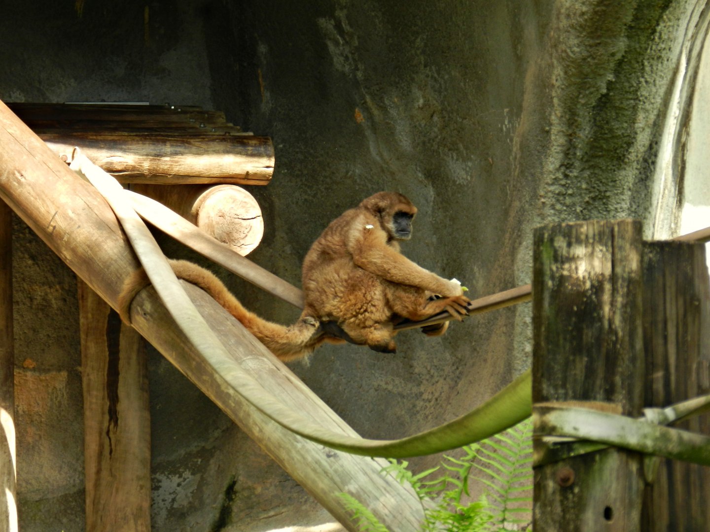 Southern muriqui - Zoo São Paulo