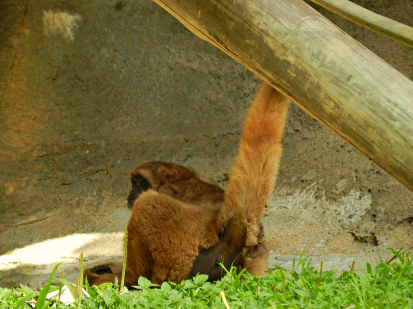 Southern muriqui - Zoo São Paulo