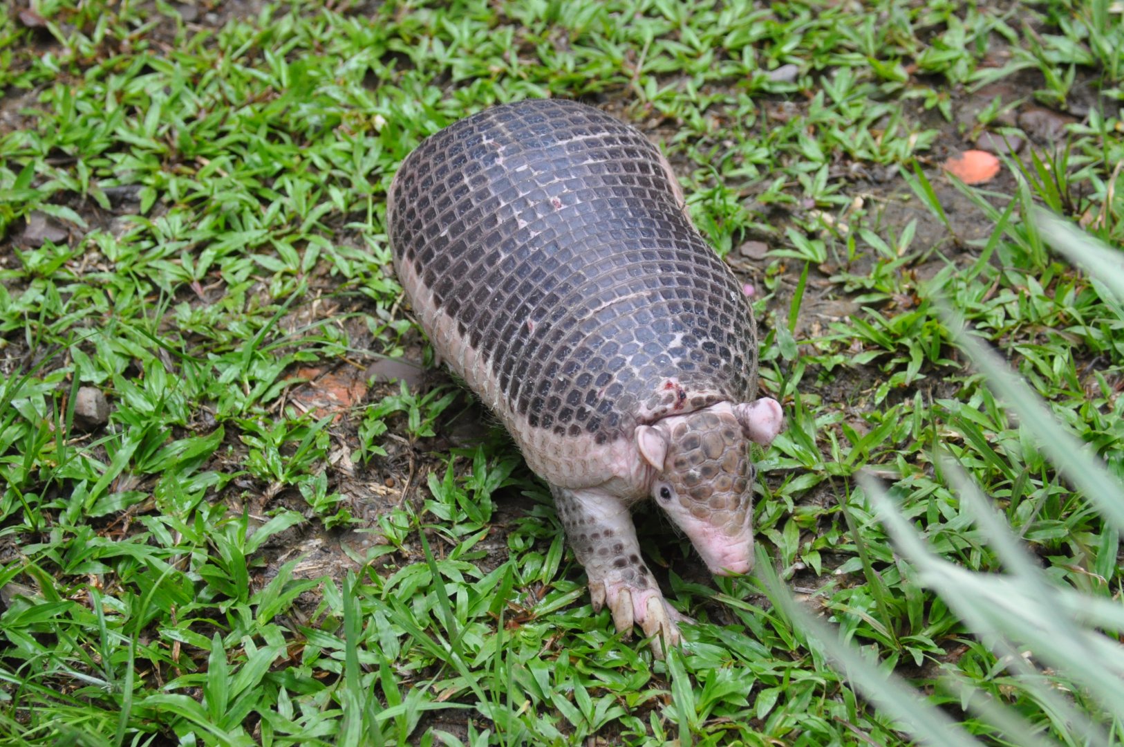 Southern naked-tailed armadillo / Cabassous unicinctus unicinctus