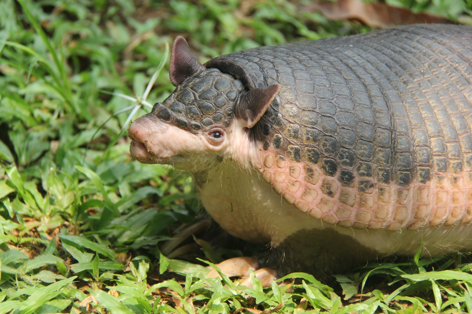 southern naked-tailed armadillo (Cabassous unicinctus)