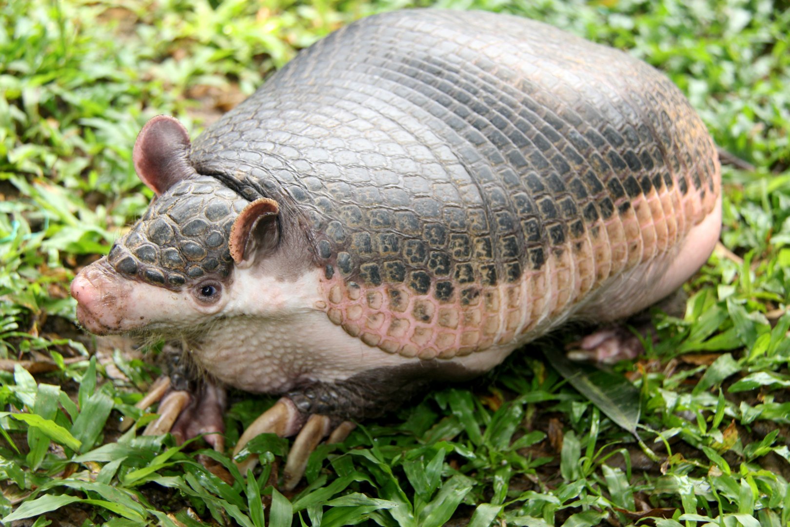 southern naked-tailed armadillo (Cabassous unicinctus)