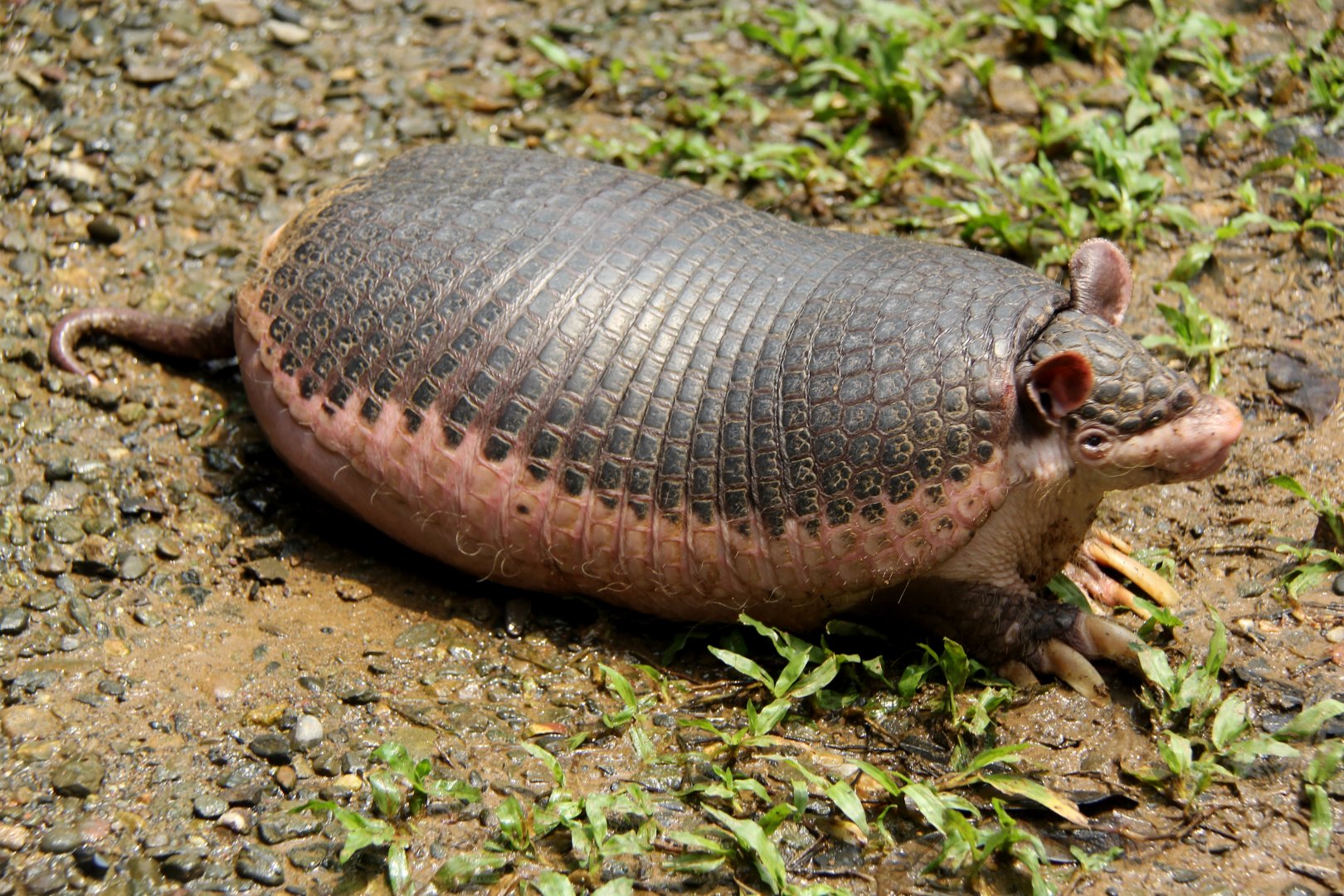 southern naked-tailed armadillo (Cabassous unicinctus)