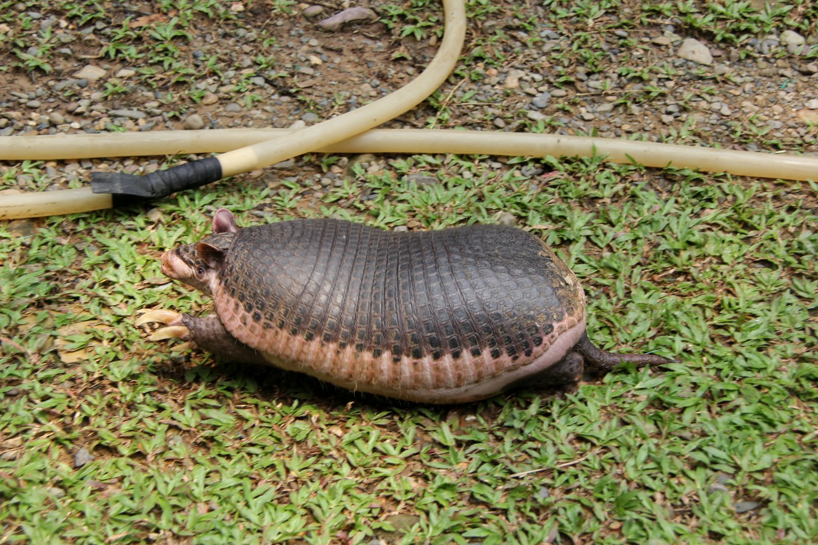 southern naked-tailed armadillo (Cabassous unicinctus)