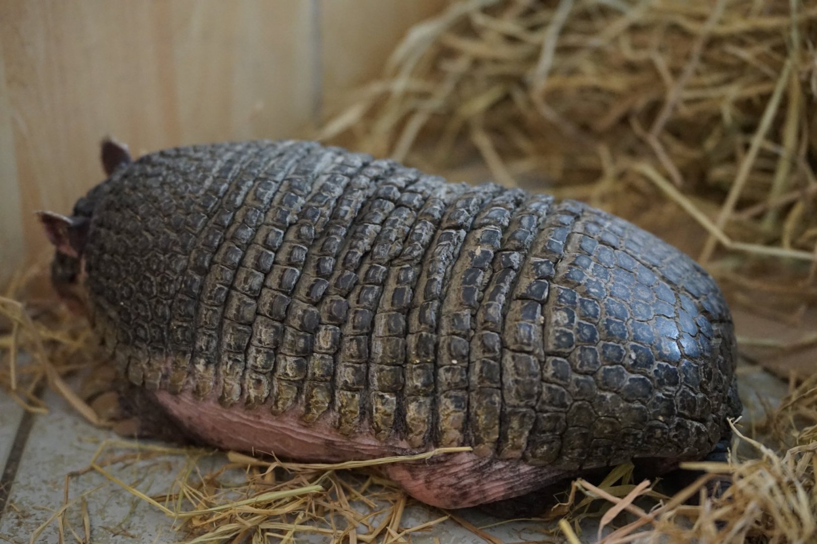 Southern Naked-tailed Armadillo