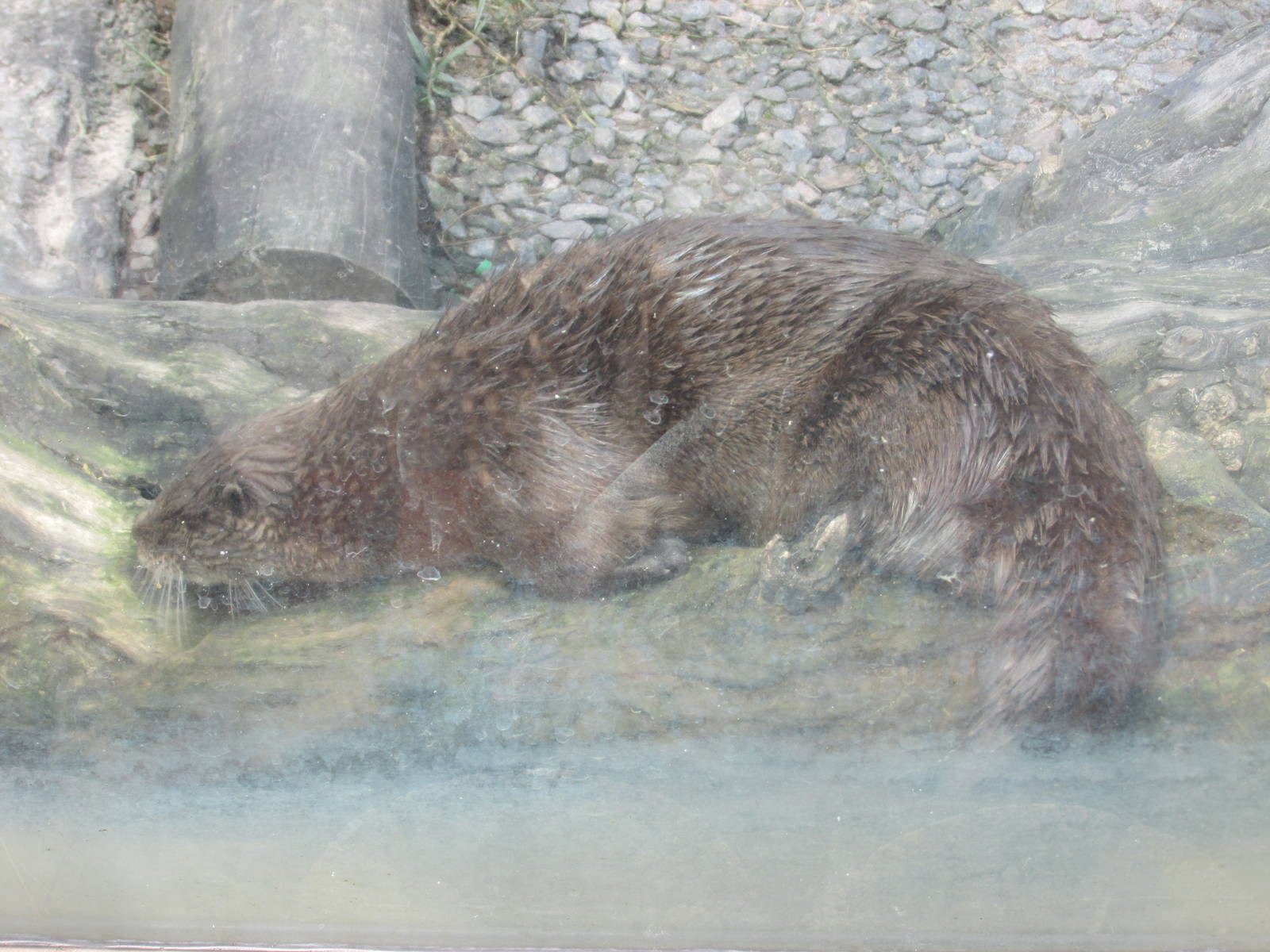 southern neotropical otter BA zoo