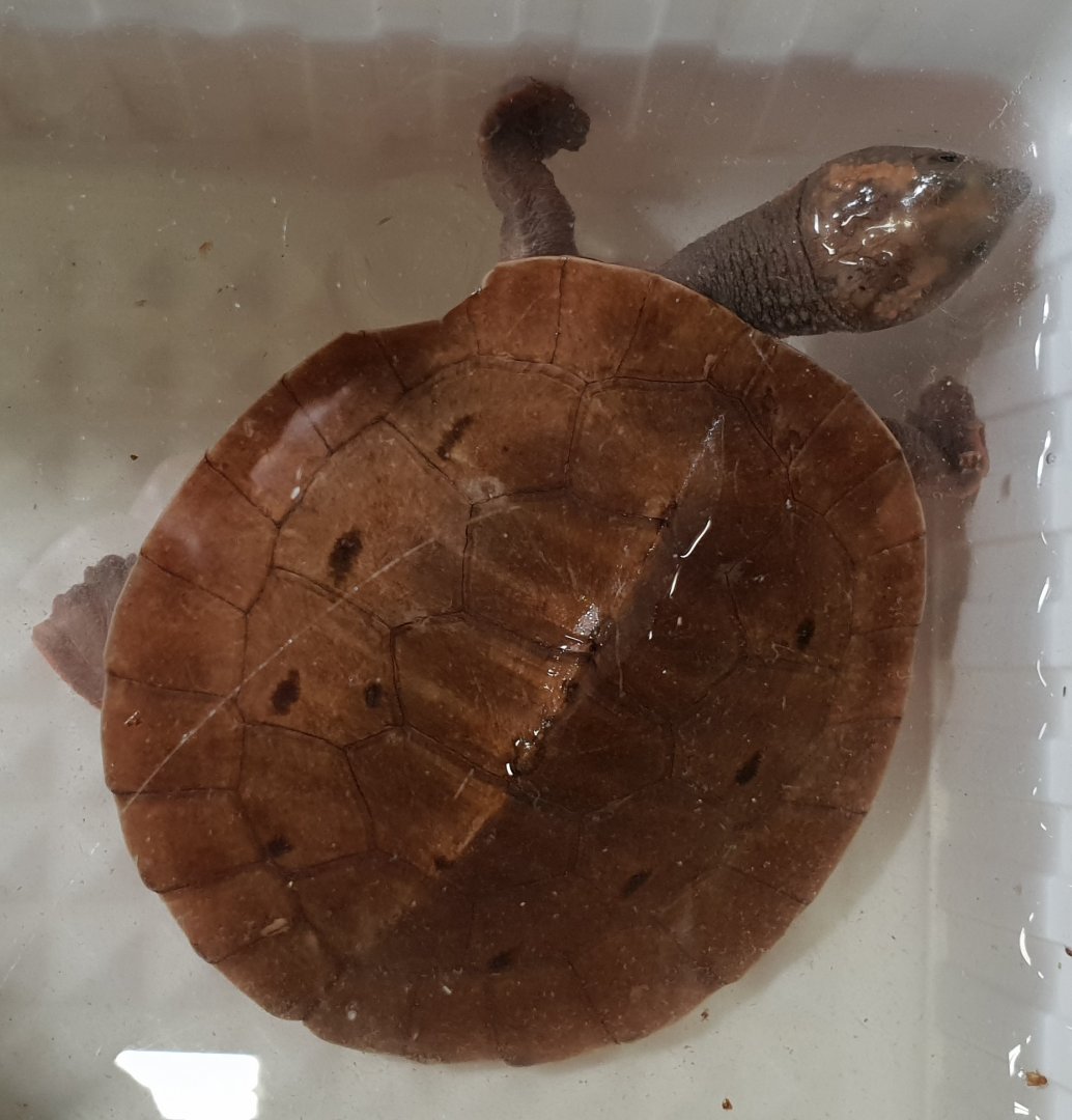 Southern New Guinea billabong turtle - Elseya rhodini