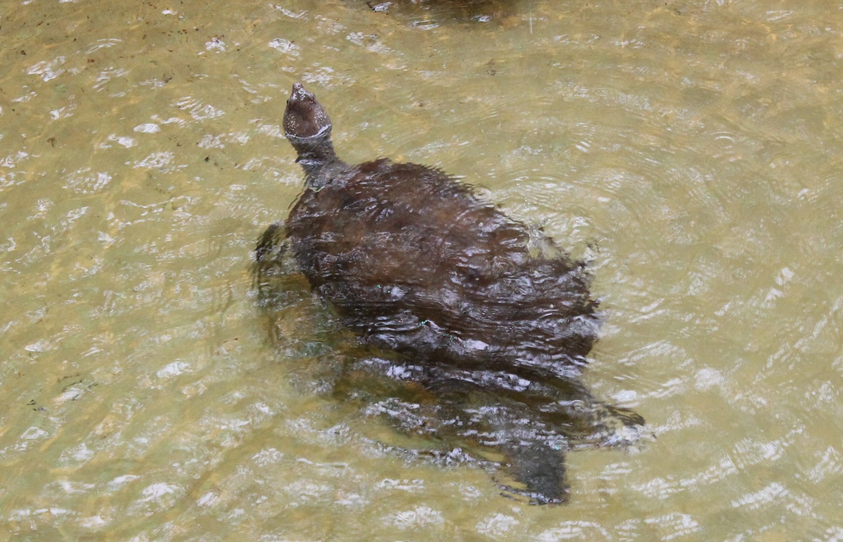 Southern New Guinea snapping turtle - Branderhorst turtle