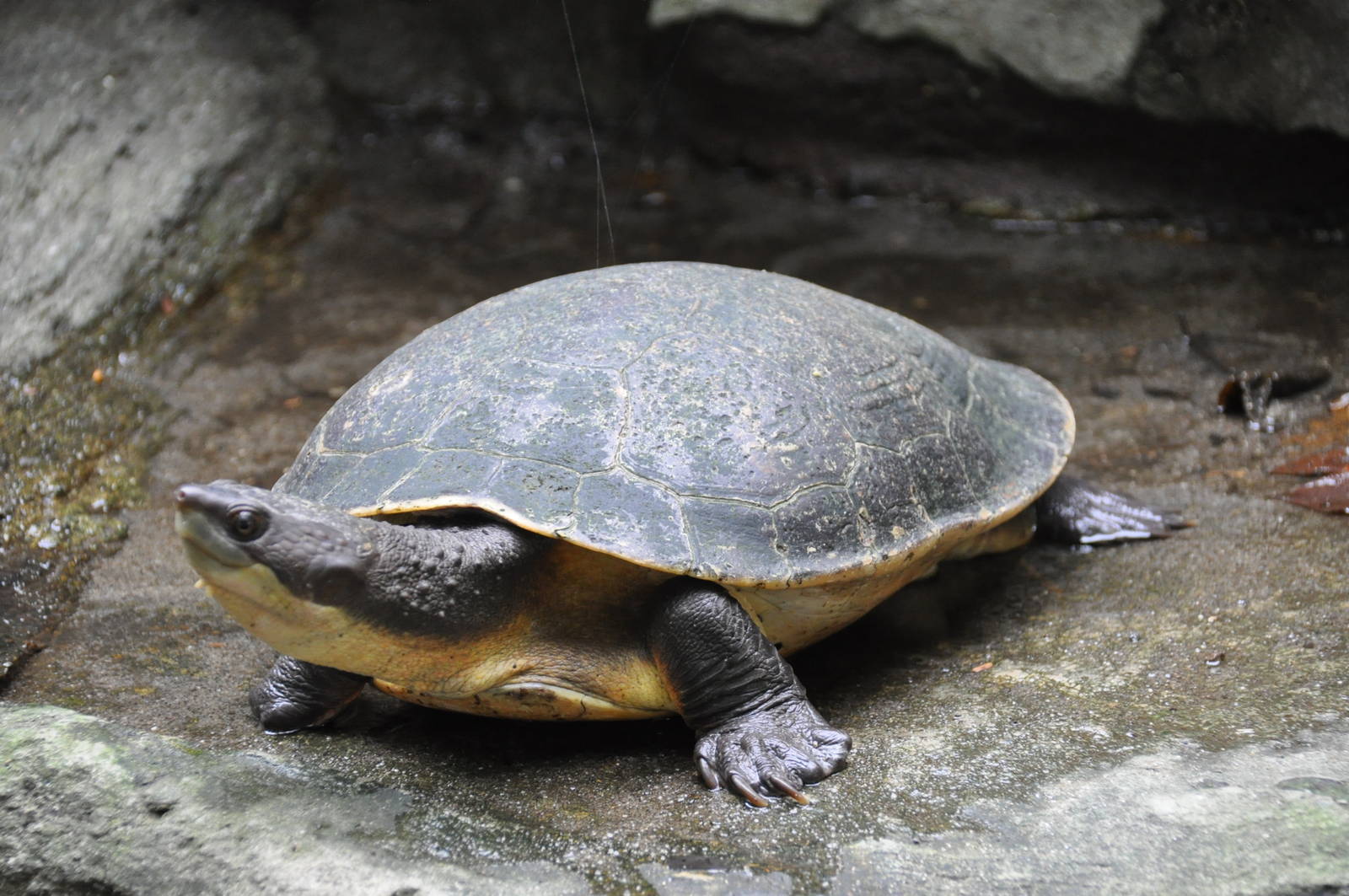 Southern New Guinea snapping turtle/ Elseya branderhorsti