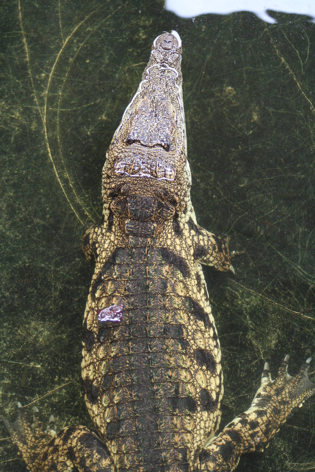 Southern Nile Crocodile @ Crocodiles of the World; 24.10.2014